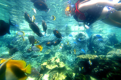 グアム 泳げる水族館